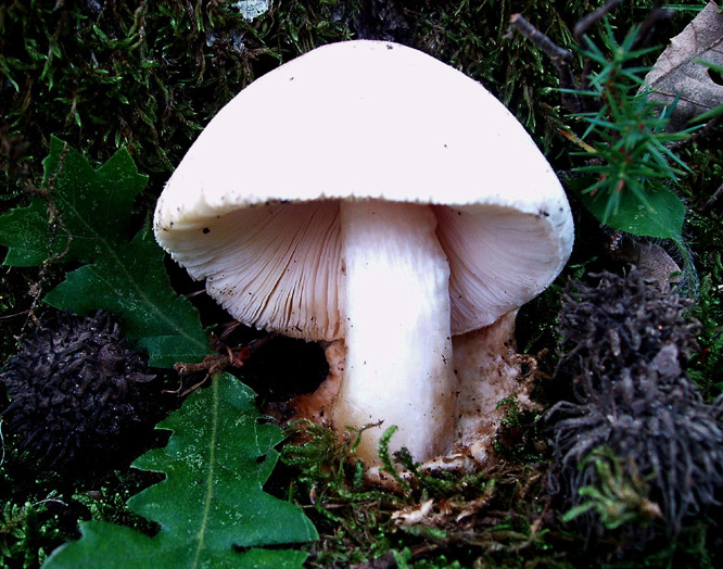 Volvariella bombycina